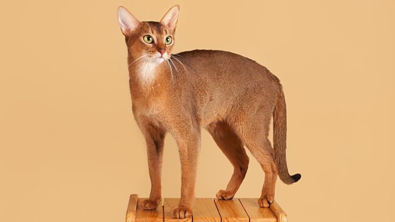 абиссинцы, абиссинская кошка