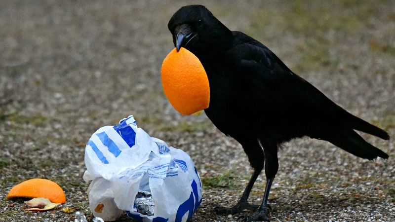 қоқыс қоқыс
