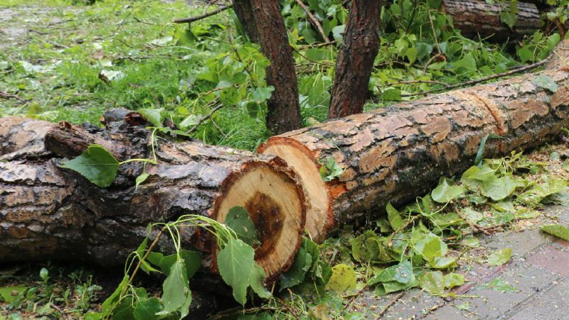 Упавшее дерево Карагандинская область ураган