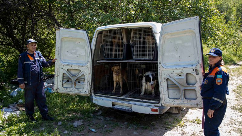 собаки-спасатели в Казахстане