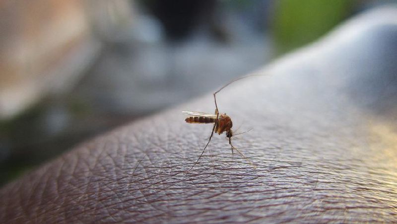 Каких людей кусают комары