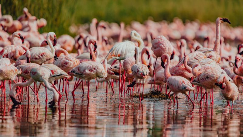 фламинго, Коргалжинский заповедник