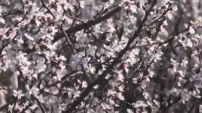 Весна в Шымкенте: цветут не только тюльпаны, но и плодовые деревья
