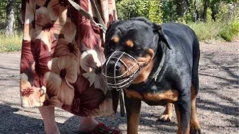 Ит Ит адамдарды талады