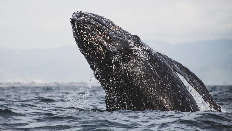 В Охотском море кит запутался в сетях