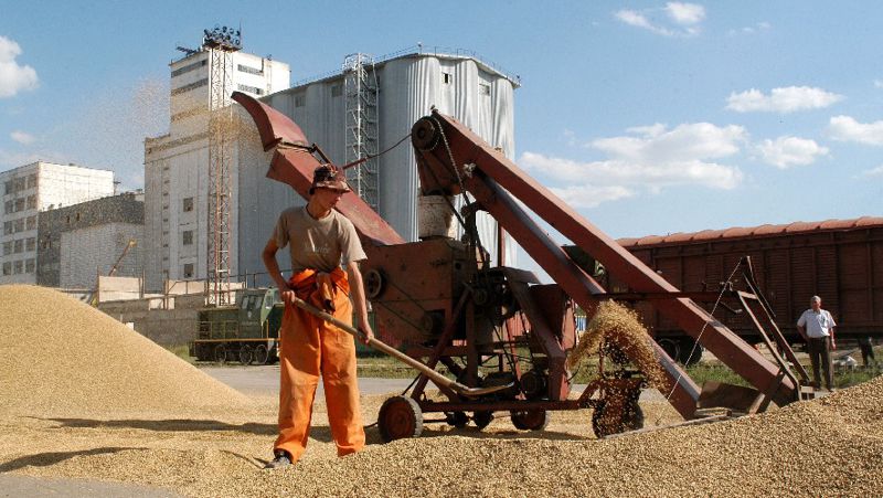 Пшеница, зерно, дефицита нет, Казахстан