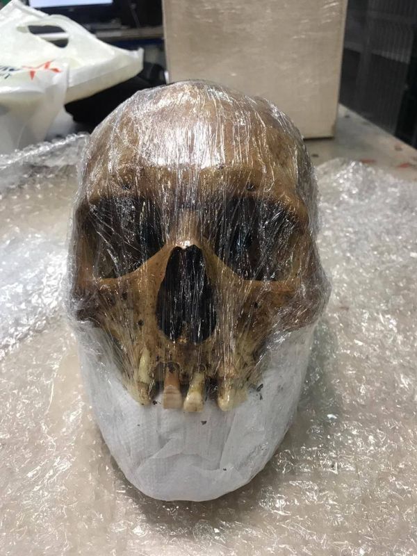 Московские таможенники обнаружили череп в посылке, отправленной в США
