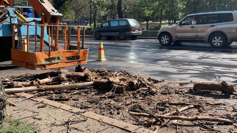 старые деревья, вырубка