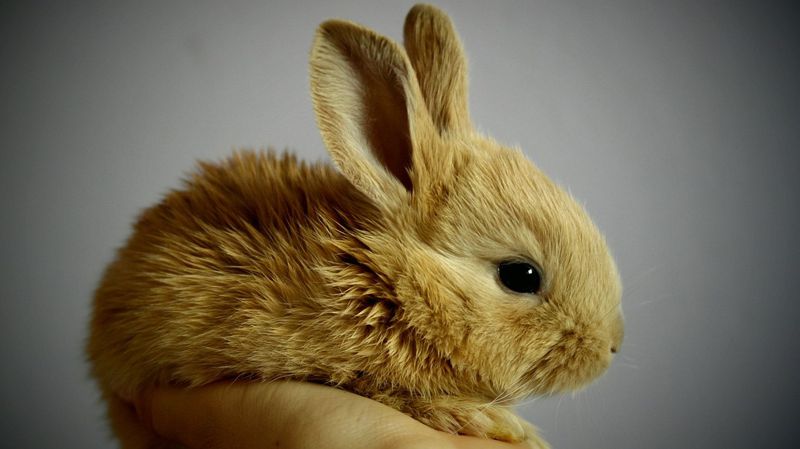Животное 
