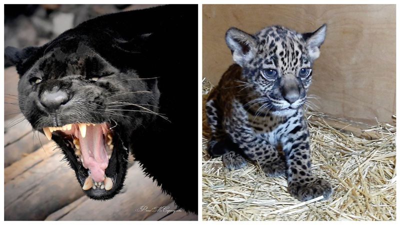 Фото и видео редких животных Алматинского зоопарка появилось в Казнете