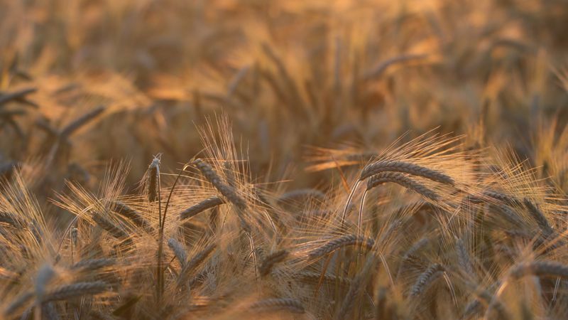 "Без зерна не останемся": МСХ о производстве пшеницы в Казахстане