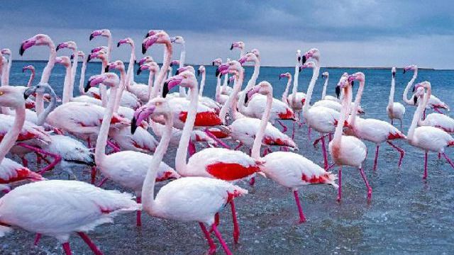 Погибших розовых фламинго нашли в Мангистау