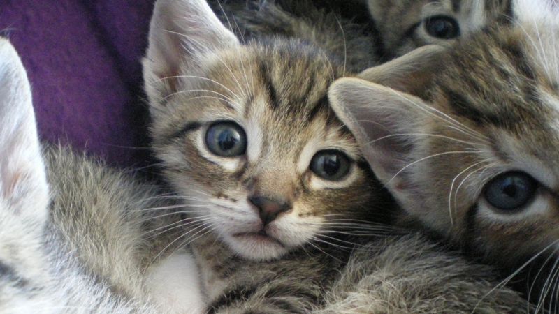 В Шымкенте 40 котят задохнулись в КАМАЗе отлова 