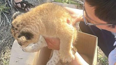 Сотрудники зоопарка пытались продать львят в Караганде 