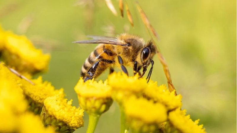 вымирание пчел