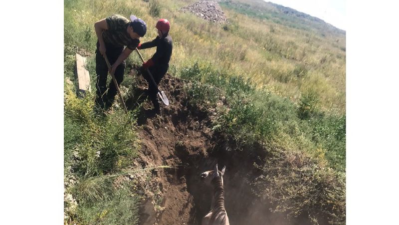 лошадь в траншее