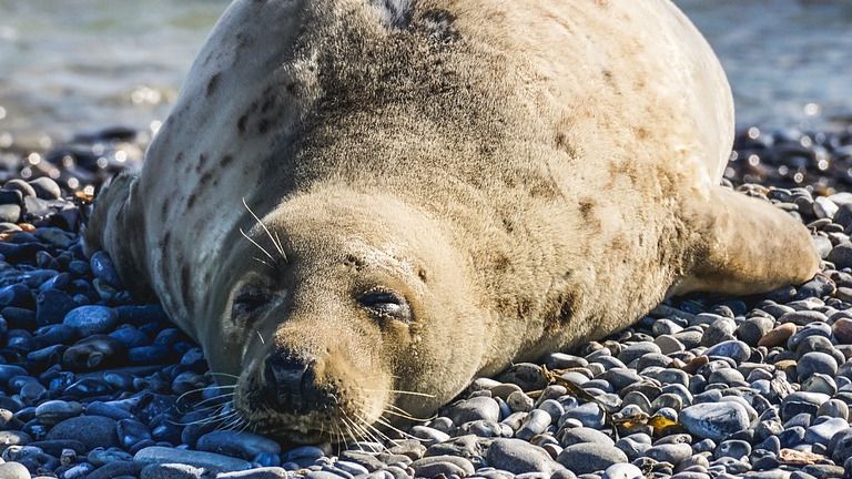 Мангистауские рыбаки требуют выяснить причины гибели тюленей на Каспии