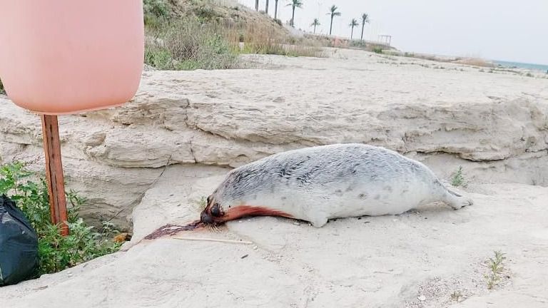 На набережной в Актау далеко от моря нашли мертвого тюленя