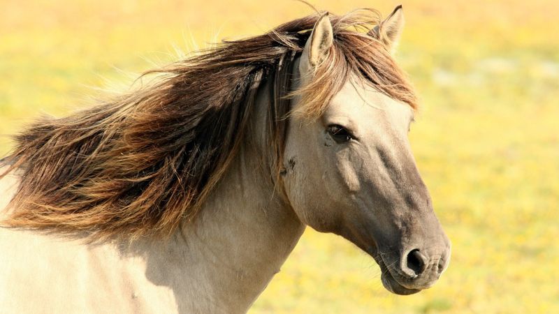 Породистая лошадь