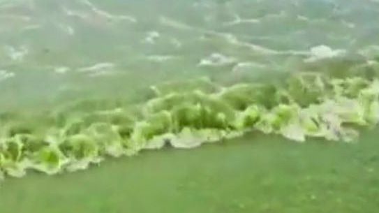 Черное море Черное море окрасилось в ядовито-зеленый цвет у берегов Анапы
