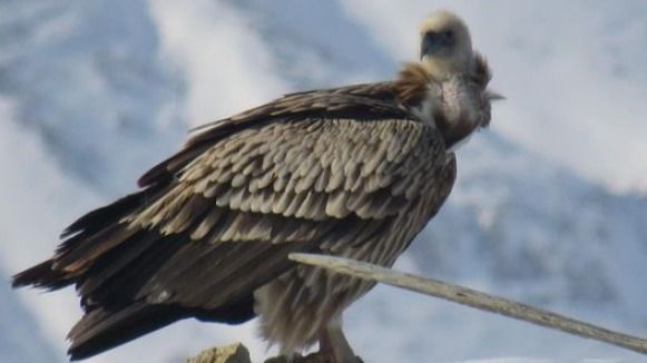 В Нацпарке "Алтын-Емель" удалось снять редкую хищную птицу кумай ᐈ zakon.kz