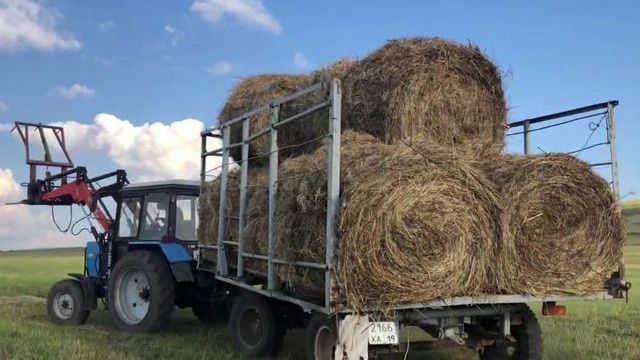 Животноводы Абайской области бьют тревогу из-за дефицита сена