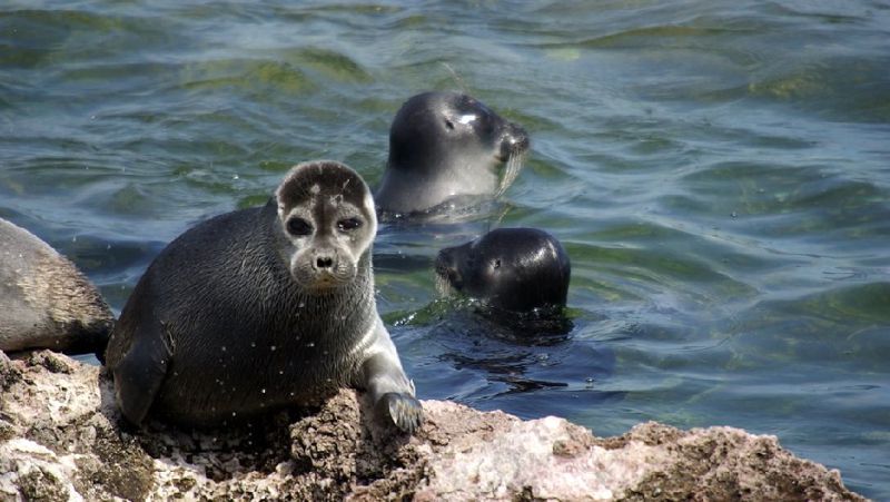 Казахстан морские тюлени гибели причины Минэкологии