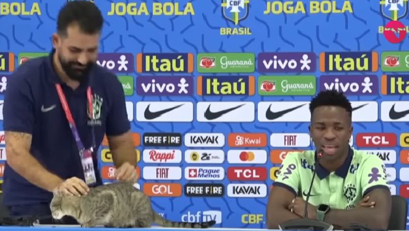 ЧМ-2022: кошка чуть не сорвала пресс-конференцию члена сборной Бразилии