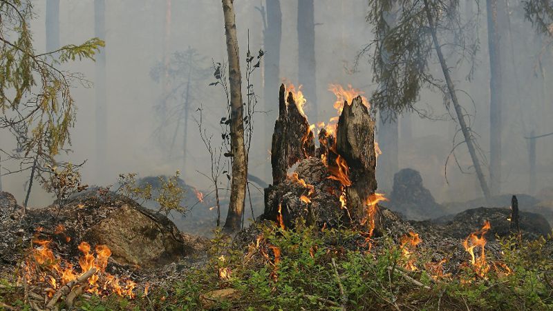 Пожар в лесу Павлодарская область