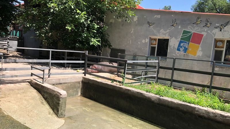 Как переносят жару животные в зоопарке Алматы 