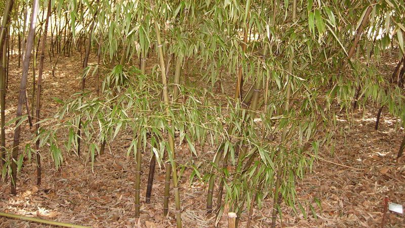 Цветение бамбука
