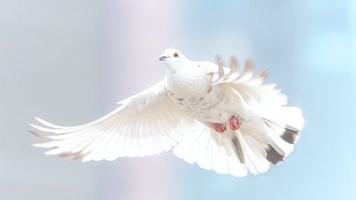 голубь гонки