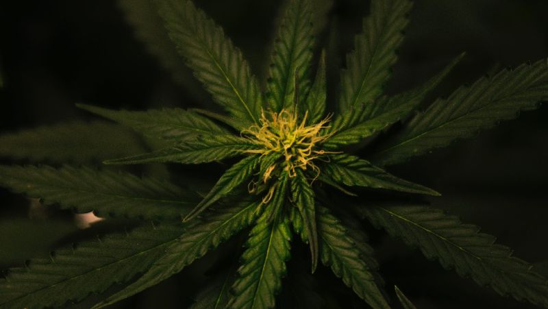 казахстан легализует марихуану