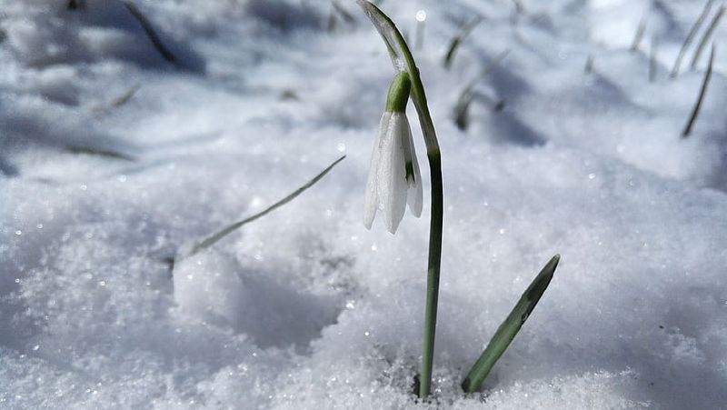 весна, цветок, снег 