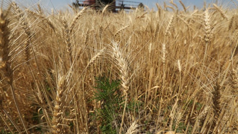 ответы МСХ по квотам на вывоз пшеницы и муки