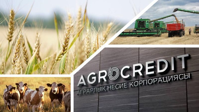 коллаж, сельское хозяйство рк, апк, страхование, оператор, Аграрная кредитная корпорация