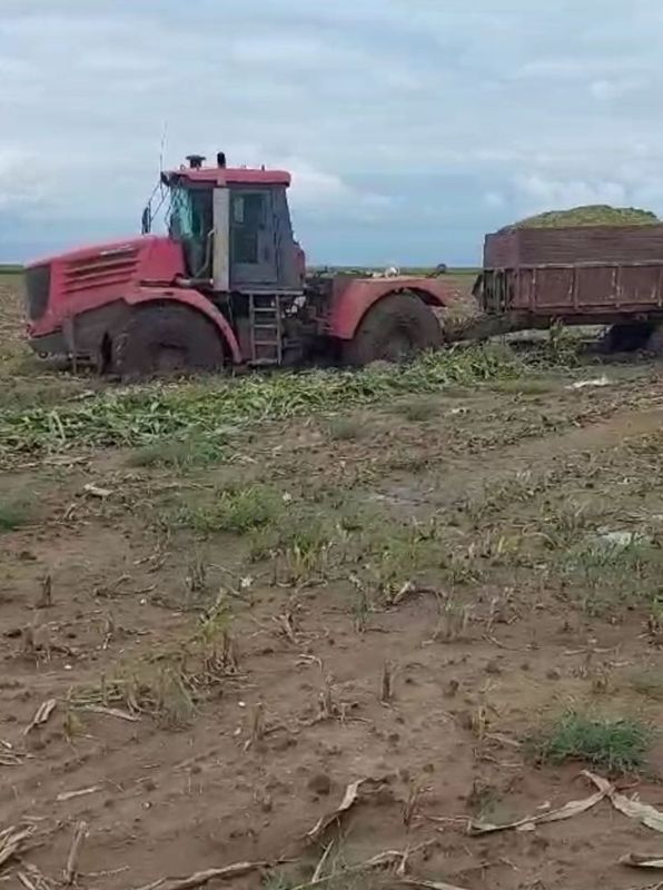 Аграрии Костанайской области несут потери: урожай гибнет на полях из-за непогоды