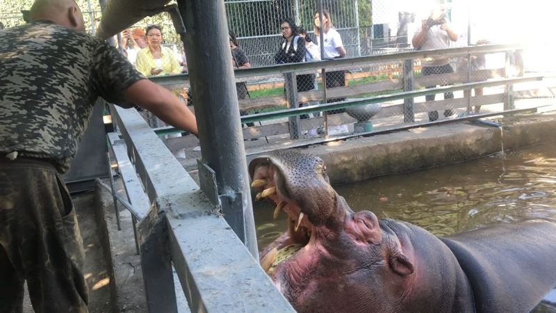 Объятия с кенгуру и трапеза с бегемотом: необычная акция прошла в зоопарке Алматы