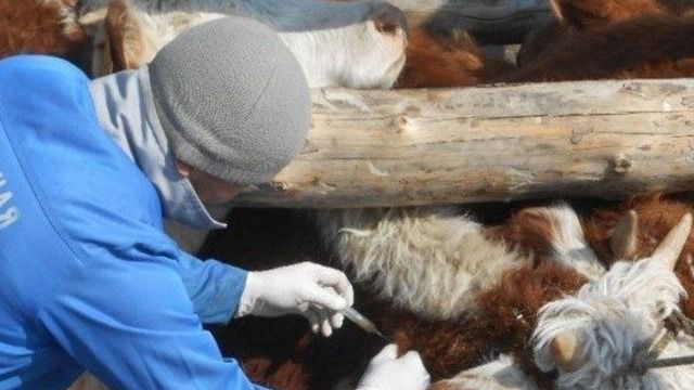 В Абайской области проводится вакцинация сельскохозяйственных животных