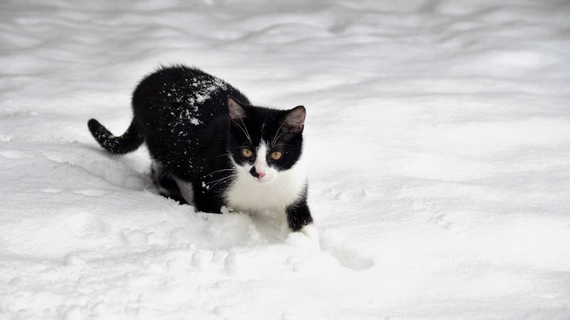 котенок Столичный школьник провалился под лед, спасая котенка