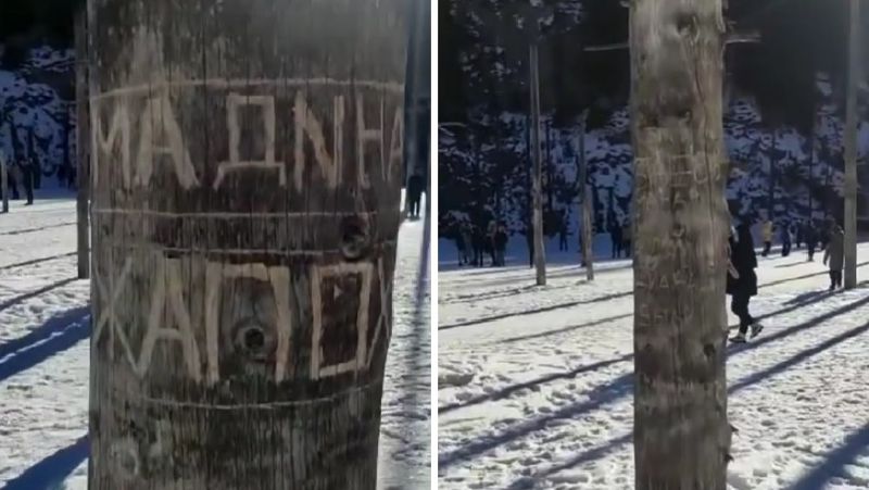деревья, надписи, каинды каинды, вандализм, мэгпр, комментарий