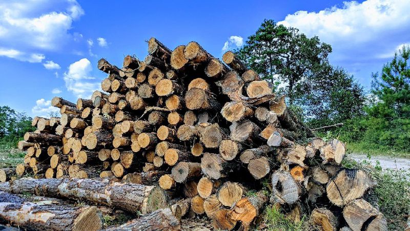Казахстан Минэкологии поправки защита деревья кустарники 