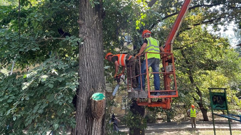 старые деревья, вырубка