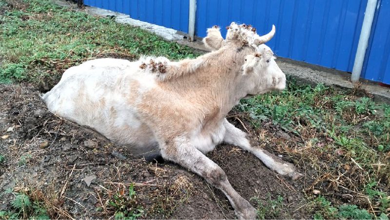 В Усть-Каменогорске провели "спецоперацию" по спасению коровы