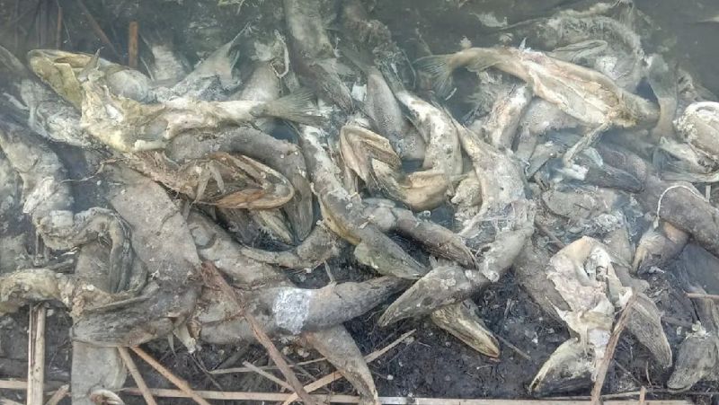 рыба погибла Павлодарская область