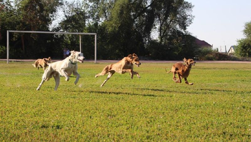 собачьи бега лагерь