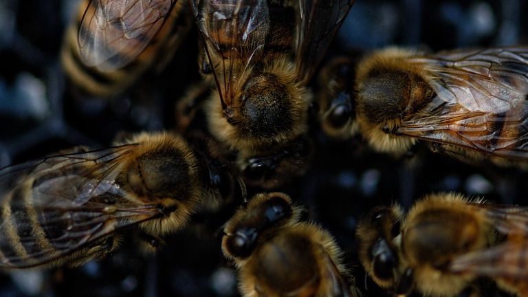 Пчелы массово гибнут в Туркестанской области 