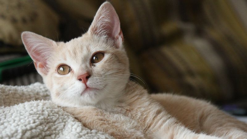 В Алмате бездомная кошка пришла рожать в больницу