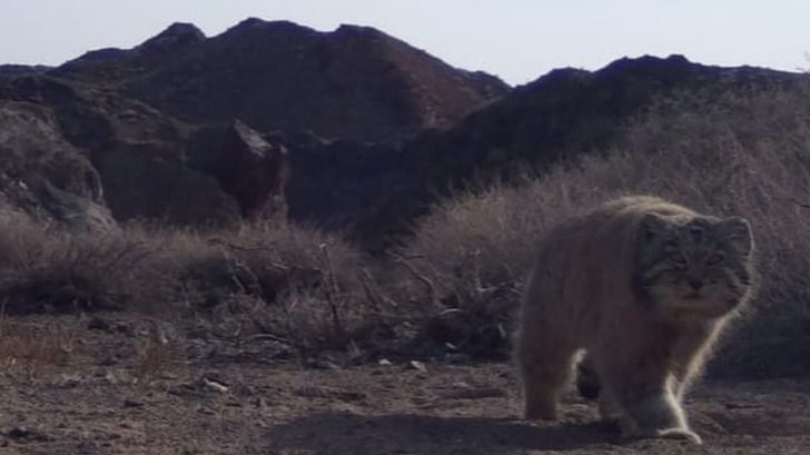 Краснокнижного дикого кота засняли в Чарынском каньоне