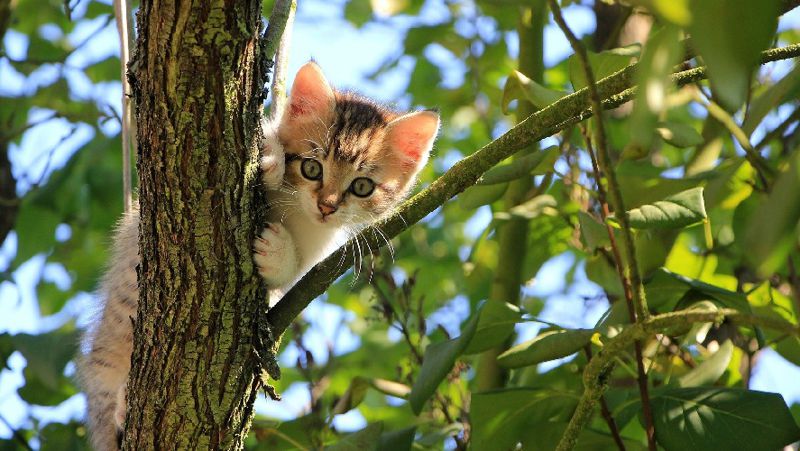 кот на дереве гороскоп
